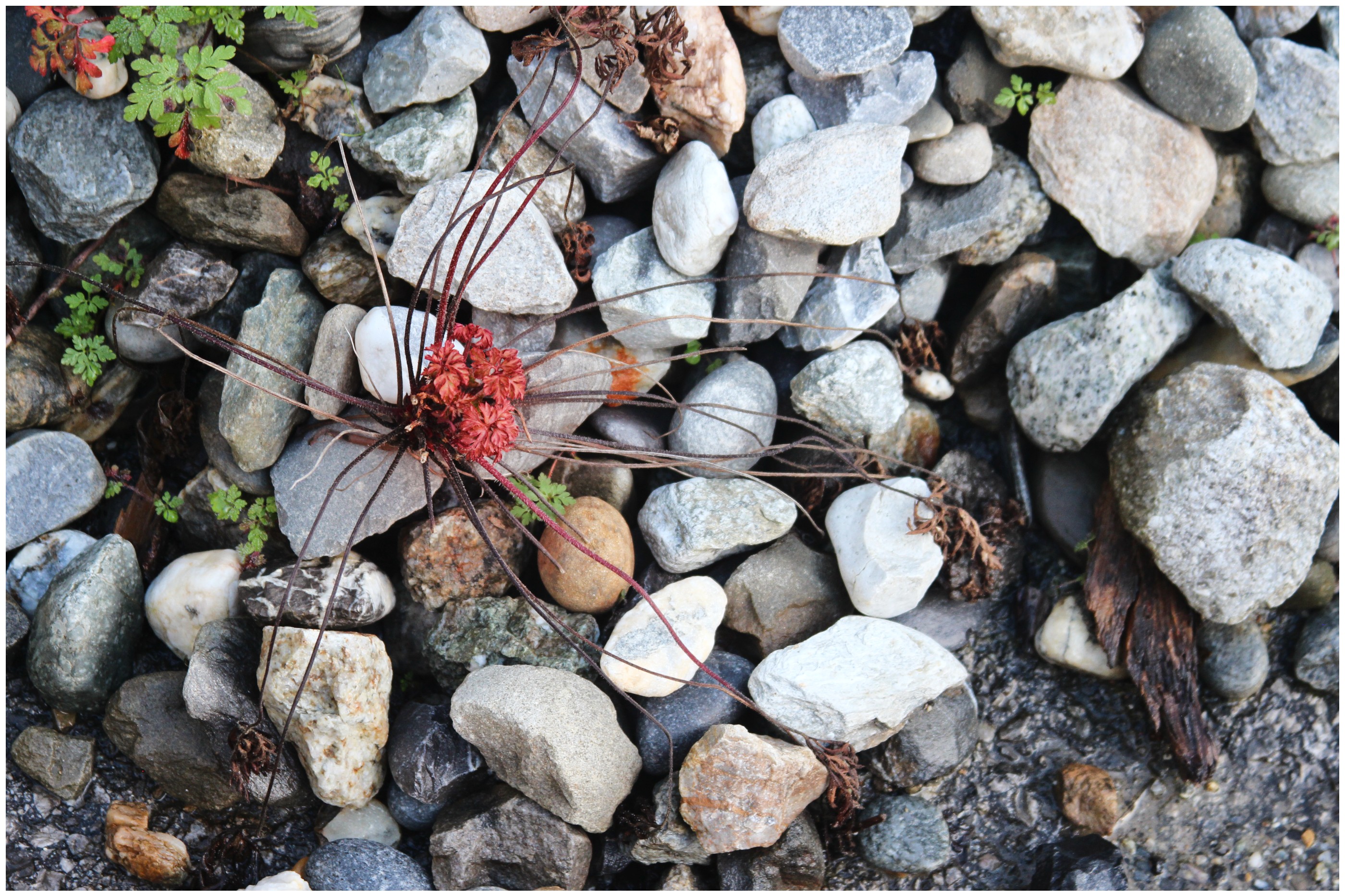 la nature bien plus forte que l'homme